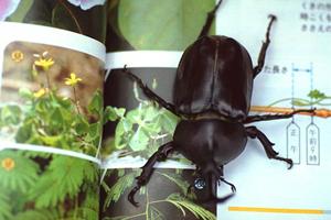 動物病院で歯の健康をチェックしよう