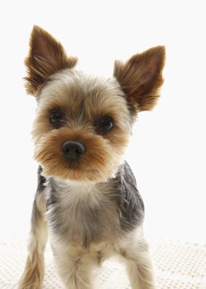 散歩に持って行ける犬用品は通販で購入