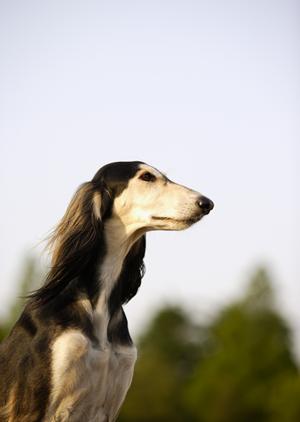 ペットの健康を考えた食事療法の効果と選び方を徹底解説