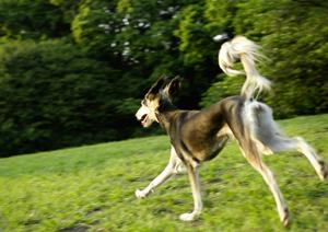 犬猫以外にも対応できる金沢の動物病院